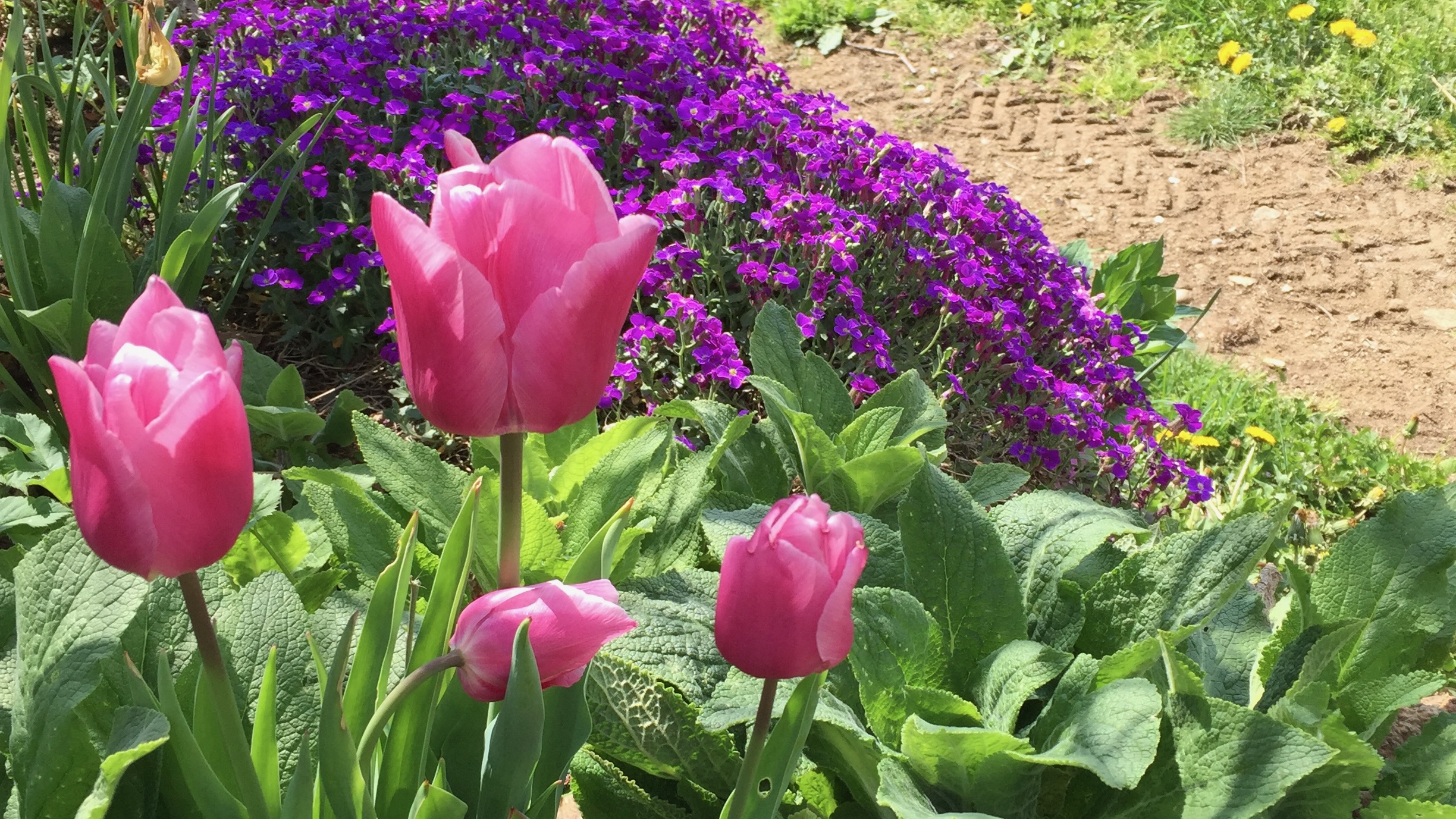 Tulpen